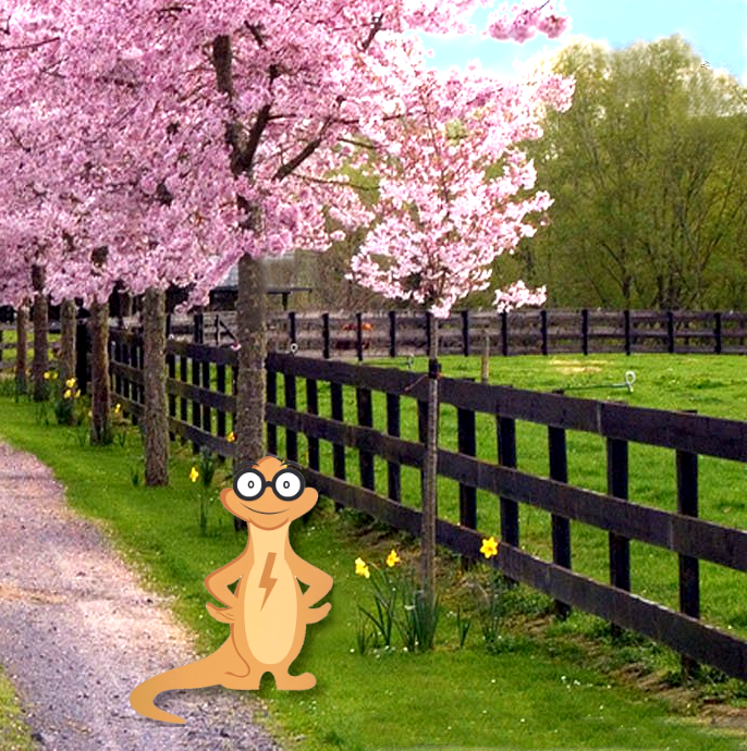 Sparky%20Spring%20daffodils.png